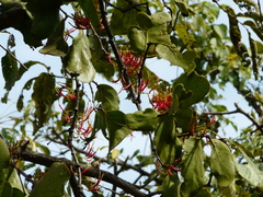 Dendrophthoe falcata