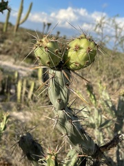 Cylindropuntia calmalliana