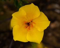 Balbisia peduncularis