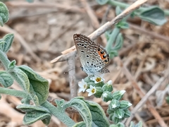 Freyeria trochylus