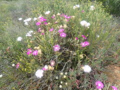 Lampranthus haworthii
