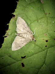 Pyraustinae