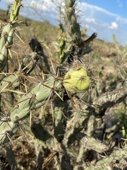 Cylindropuntia calmalliana