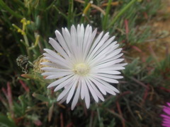 Lampranthus haworthii