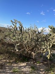 Cylindropuntia calmalliana