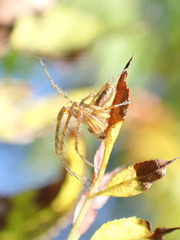 Metellina segmentata