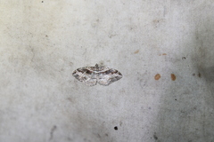 Costaconvexa centrostrigaria