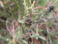 Lampranthus haworthii