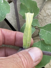 Datura arenicola