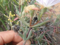 Lampranthus haworthii