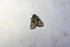 Phosphila turbulenta