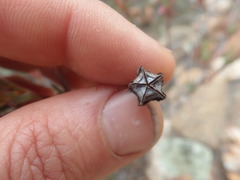 Lampranthus spiniformis