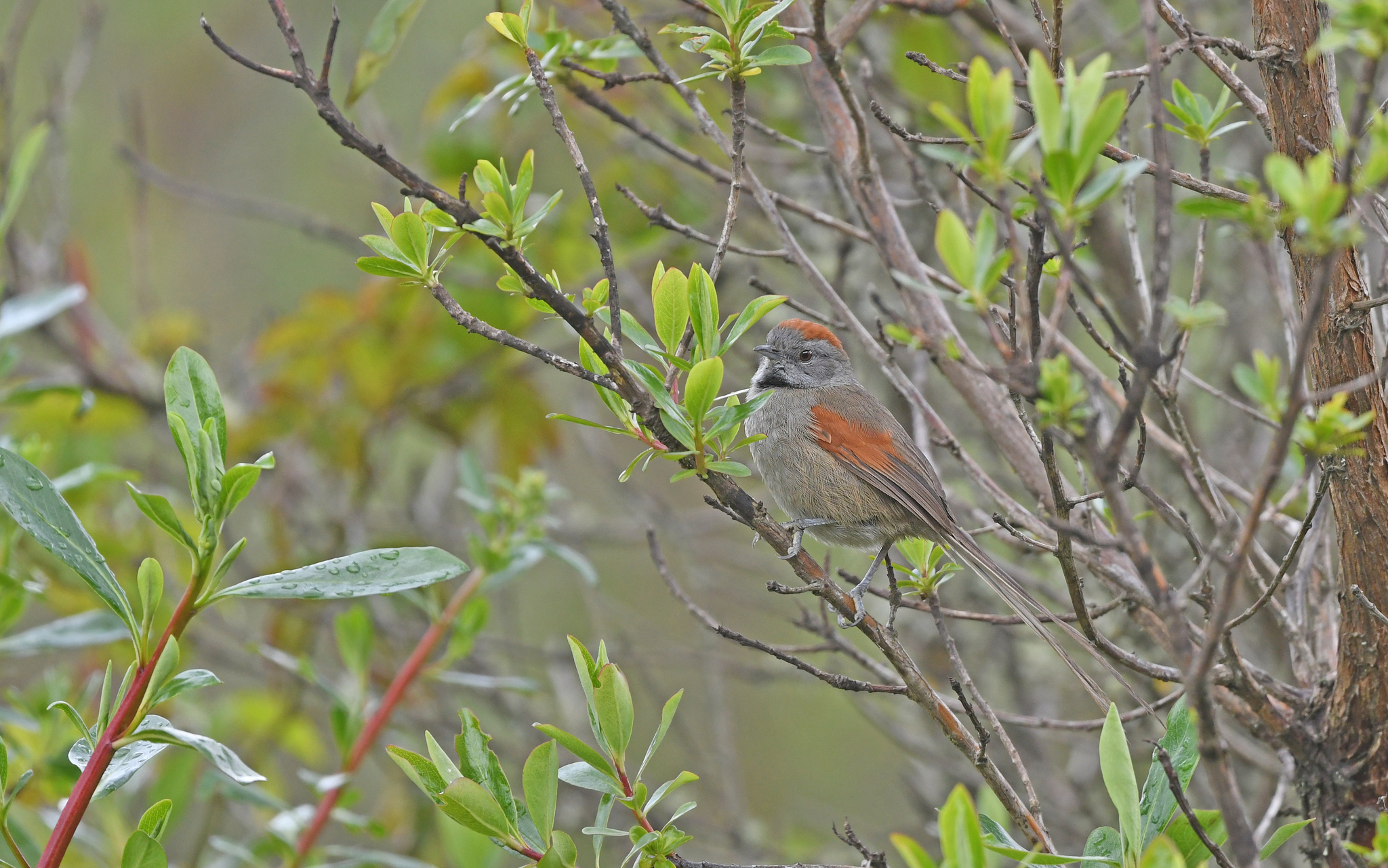 Silvery-throated Spinetail (Synallaxis subpudica), photo 4
