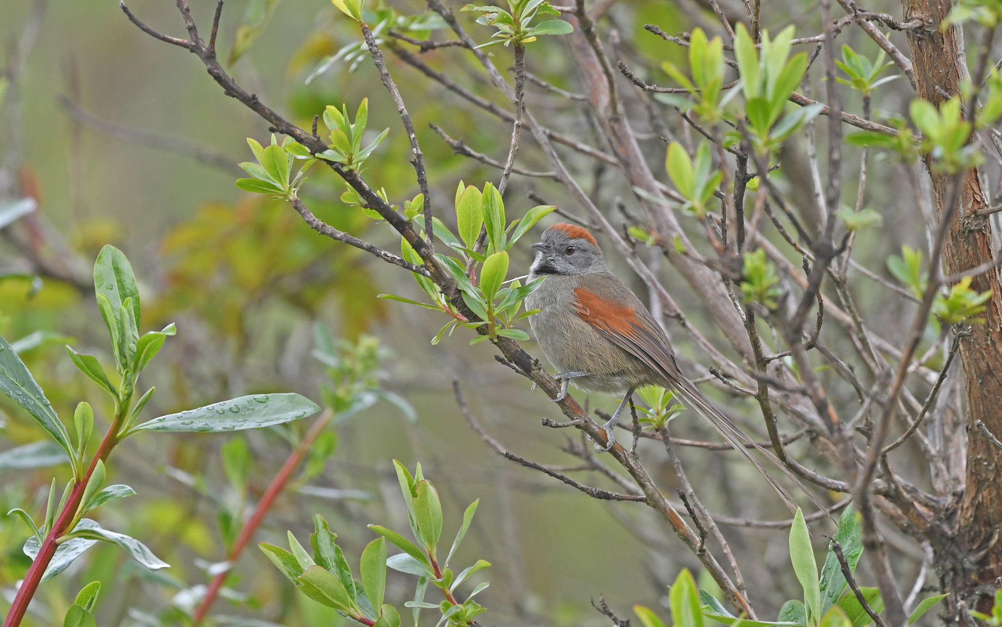Silvery-throated Spinetail (Synallaxis subpudica), photo 5