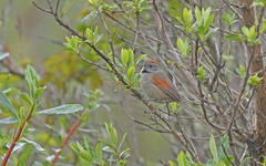 Synallaxis subpudica