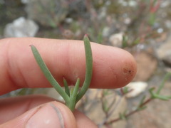 Lampranthus spiniformis