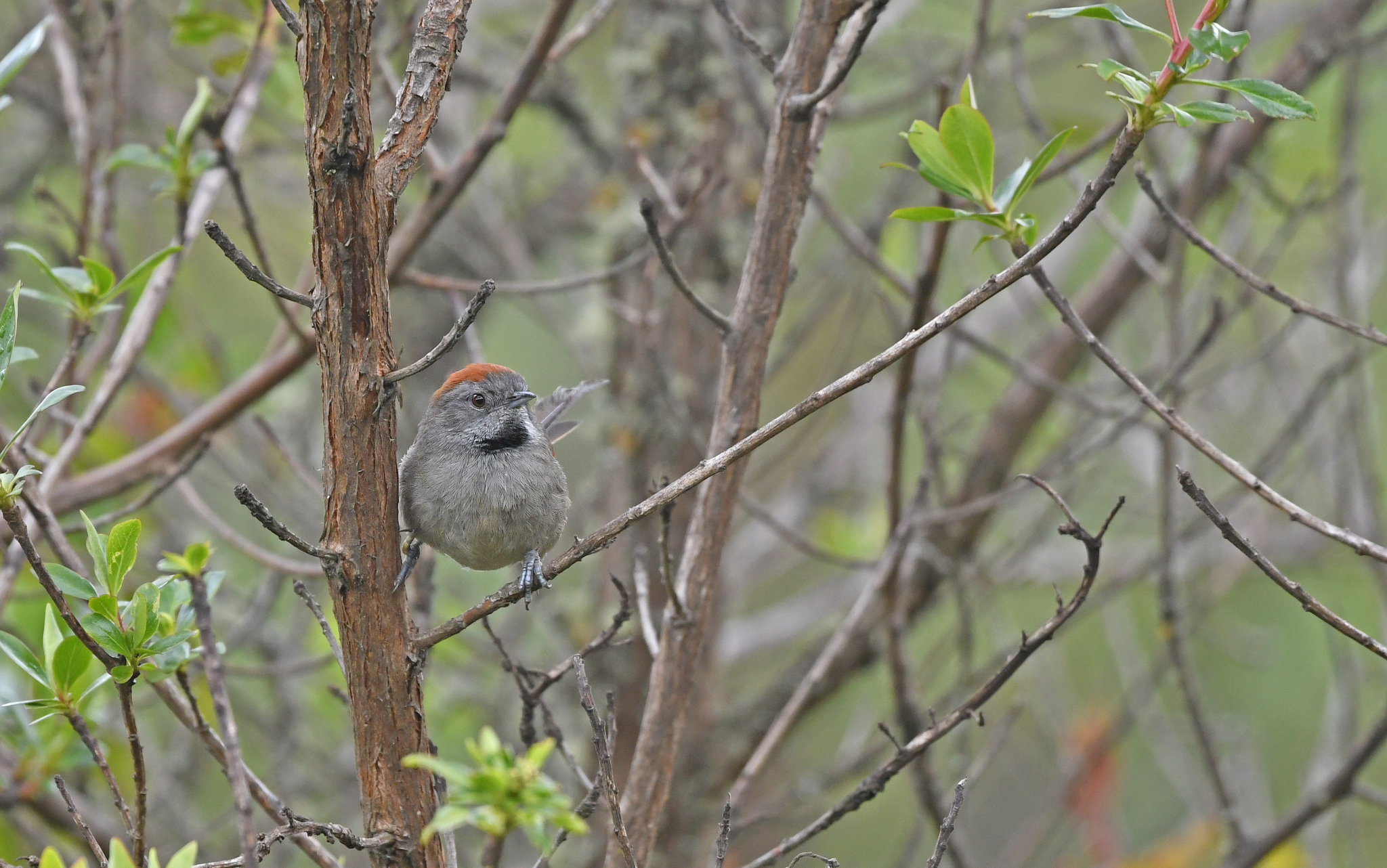 Silvery-throated Spinetail (Synallaxis subpudica), photo 6