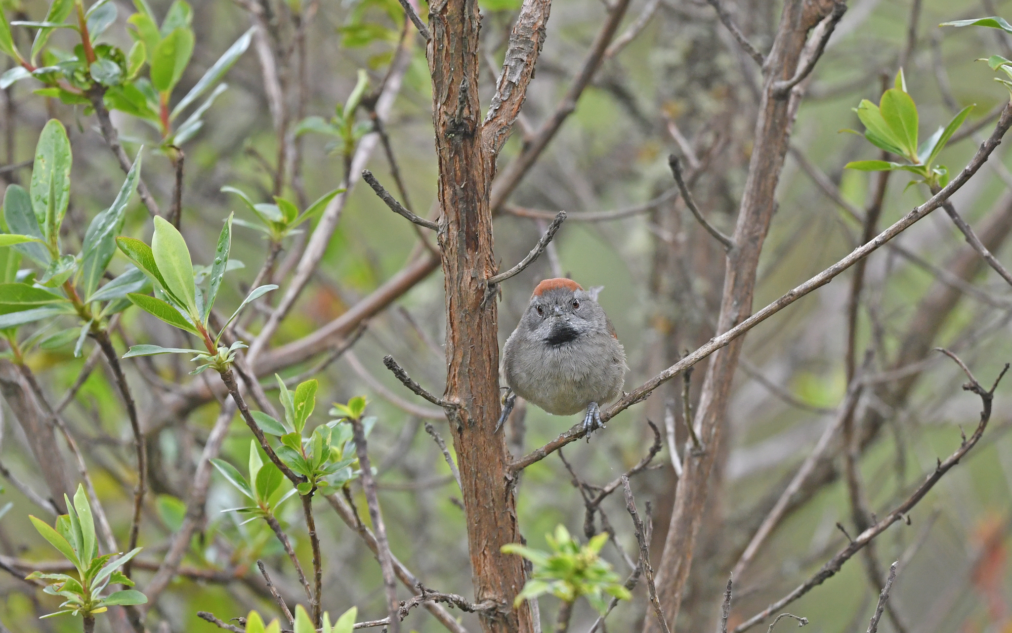 Silvery-throated Spinetail (Synallaxis subpudica), photo 7