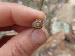 Lampranthus spiniformis