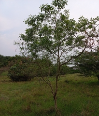 Heteropyxis natalensis