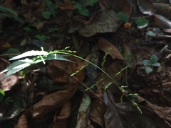 Ichnanthus pallens