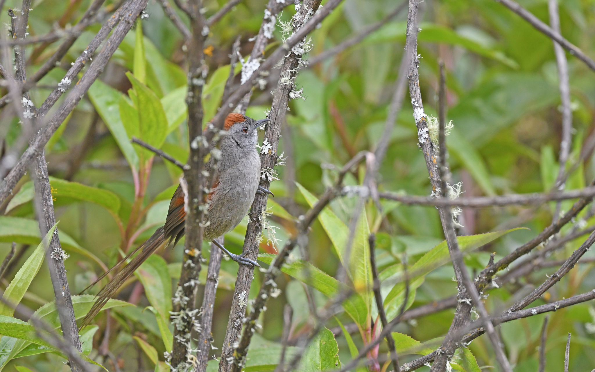 Silvery-throated Spinetail (Synallaxis subpudica), photo 8