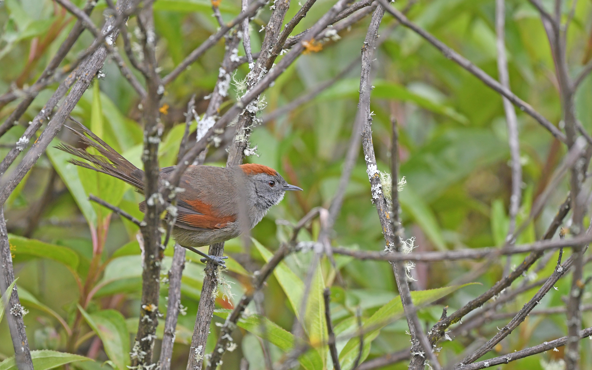 Silvery-throated Spinetail (Synallaxis subpudica), photo 9