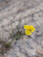 Xyris juncea
