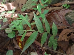 Ichnanthus pallens