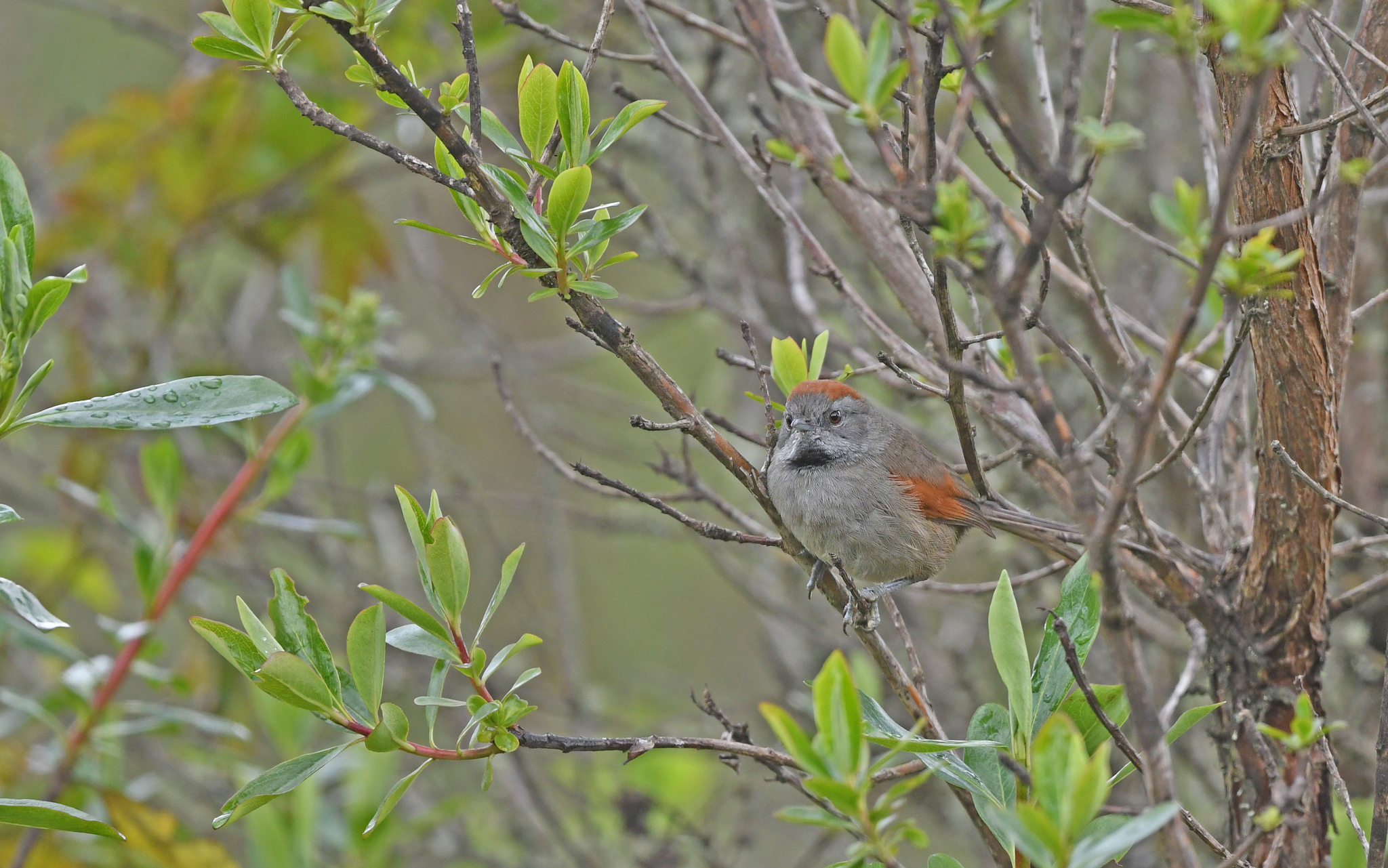 Silvery-throated Spinetail (Synallaxis subpudica), photo 10