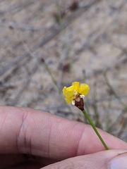 Xyris juncea