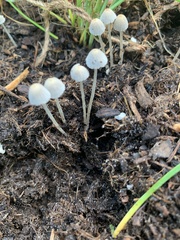 Coprinellus disseminatus