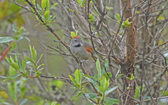 Synallaxis subpudica