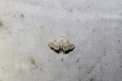 Elophila icciusalis