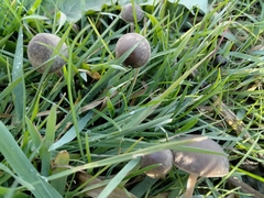 Panaeolus papilionaceus