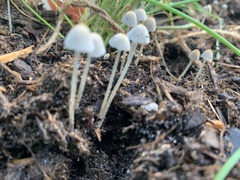 Coprinellus disseminatus