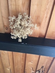 Filipendula ulmaria