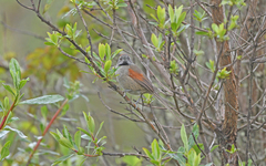 Synallaxis subpudica