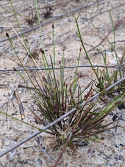 Xyris juncea