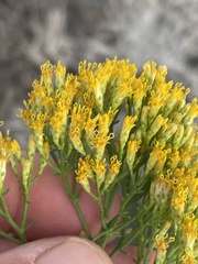 Xylothamia diffusa