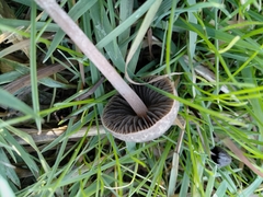 Panaeolus papilionaceus