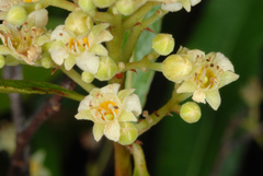 Geobalanus oblongifolius