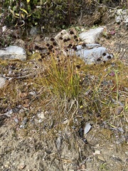 Juncus mertensianus