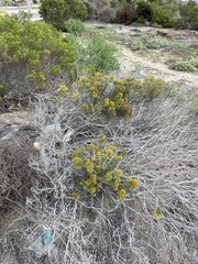 Xylothamia diffusa