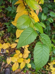 Betula alleghaniensis