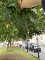 Quercus cerris