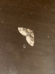 Xanthorhoe ferrugata