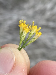 Xylothamia diffusa