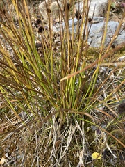 Juncus mertensianus