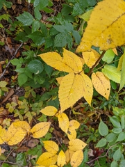 Betula alleghaniensis